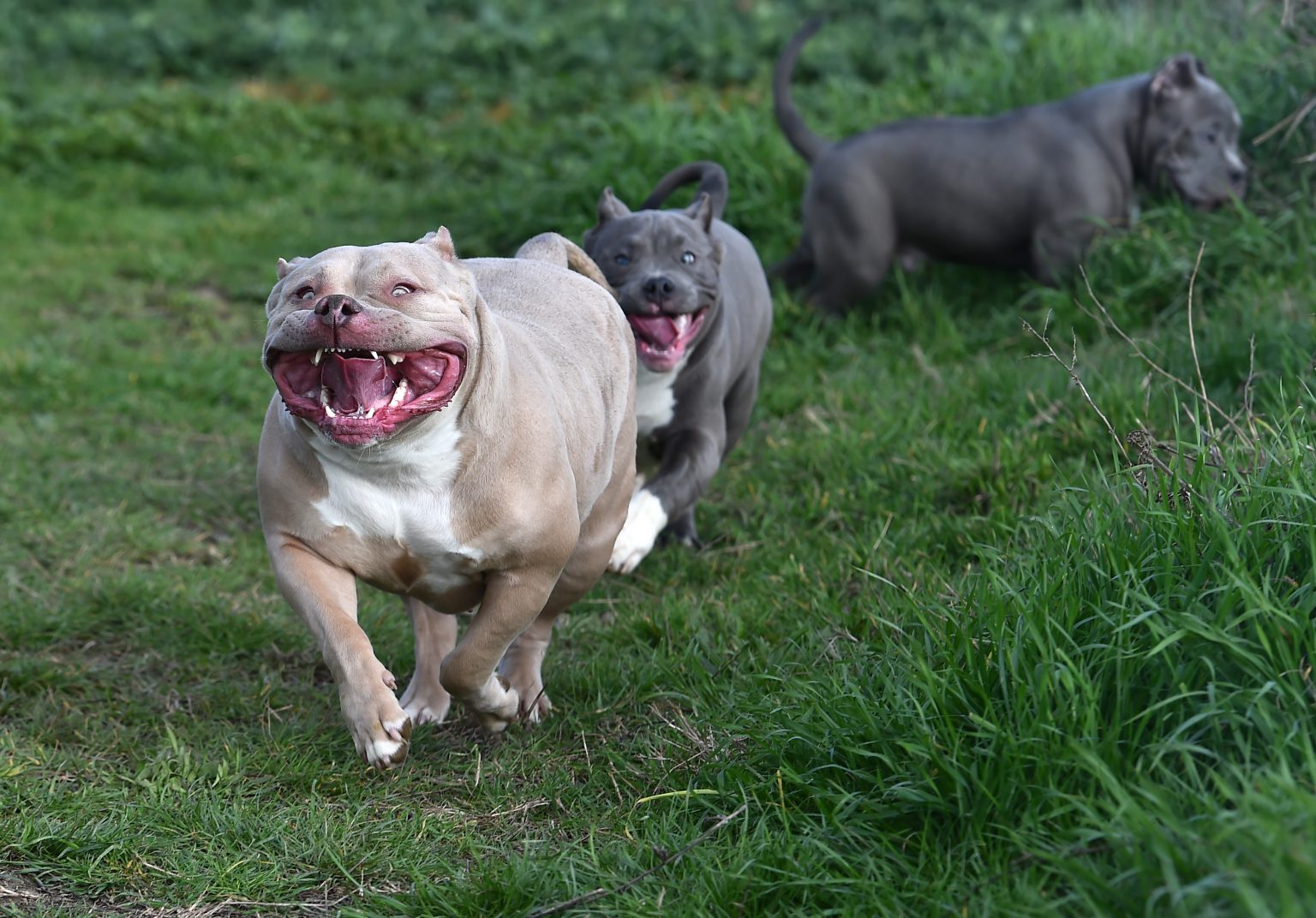 American bully hot sale registry