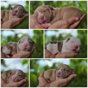 Cachorros American Bully